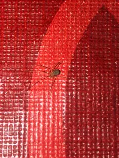 shortbodied cellar spider thumbnail 4