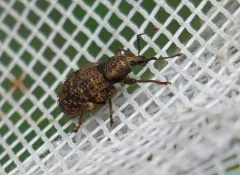Otiorhynchus carinatopunctatus thumbnail 3