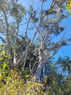 Tasmanian blue gum thumbnail 2