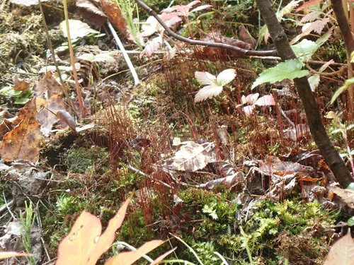 Broadnerved humpmoss