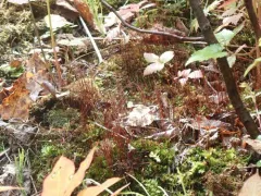 Broadnerved humpmoss thumbnail 1