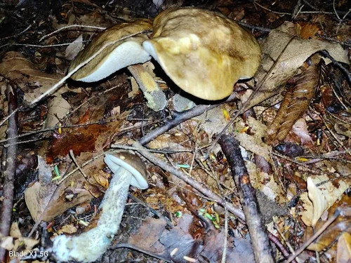 Mottled Bolete
