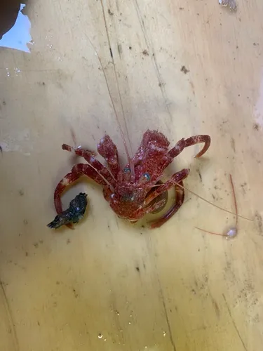 Knobbyhand Hermit Crab