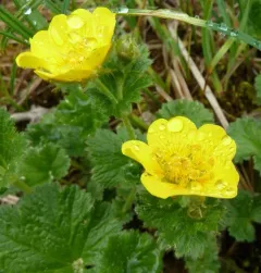 Calthaleaf Avens thumbnail 1