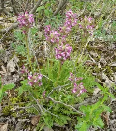 Sudetic Lousewort thumbnail 2