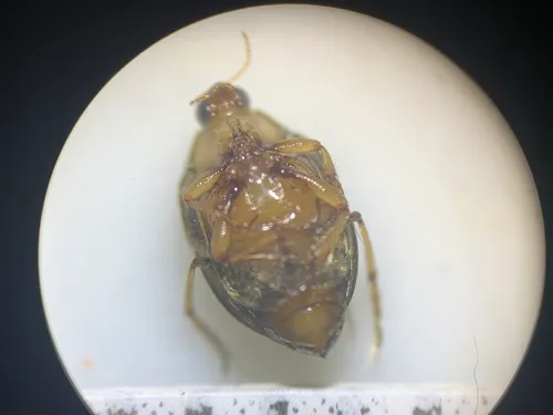 Peltodytes callosus