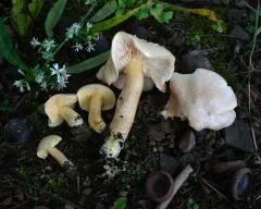 Tricholoma odorum thumbnail 3