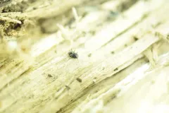 Nemastoma lugubre thumbnail 4