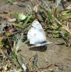 Checkered White thumbnail 2
