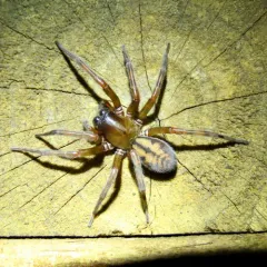 Callobius pictus thumbnail 3