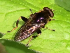 Yellow-banded Leafwalker thumbnail 2