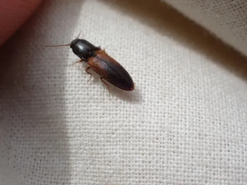 Thevenet's Click Beetle