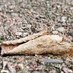 Hairless Rover Ant thumbnail 1