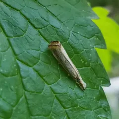 Lesser Vagabond Sod Webworm Moth thumbnail 2