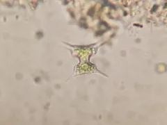 Staurodesmus extensus thumbnail 2