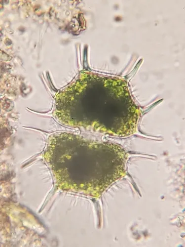 Xanthidium cristatum