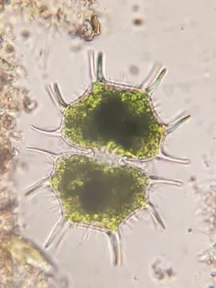 Xanthidium cristatum thumbnail 1