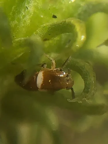 Pissonotus delicatus
