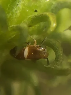 Pissonotus delicatus thumbnail 1