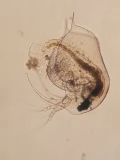 Elephant Water Flea thumbnail 3