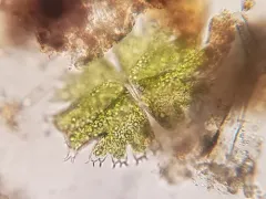 Micrasterias brachyptera thumbnail 2