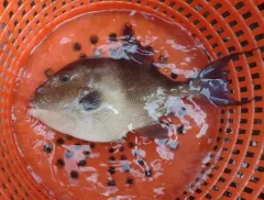 Grey Triggerfish thumbnail 3