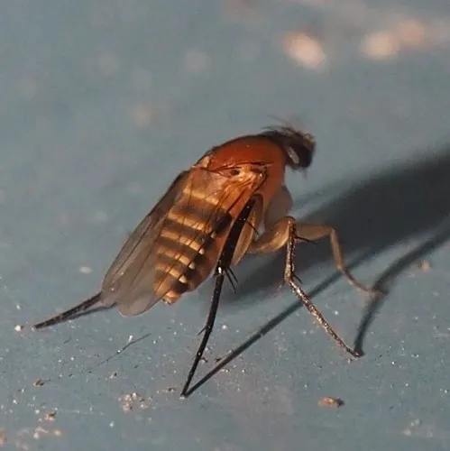 Hirotophora multiseriata