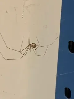 Tailed Cellar Spider thumbnail 3