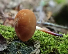 bristled parachute thumbnail 2