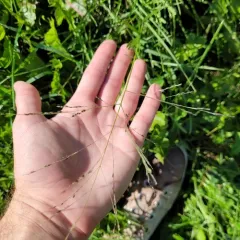 Smooth Witchgrass thumbnail 4