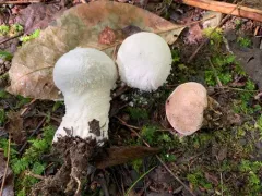 flaky puffball thumbnail 2