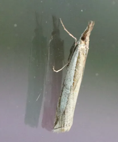 Crambus cypridalis