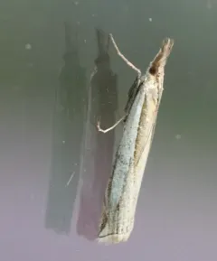 Crambus cypridalis thumbnail 1