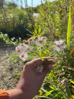 Decurrent False Aster thumbnail 2