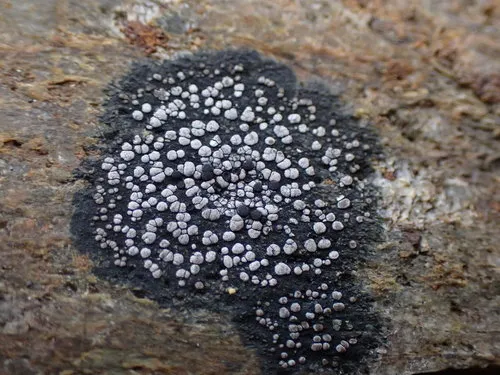 Twin Map Lichen