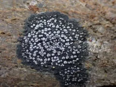 Twin Map Lichen thumbnail 1