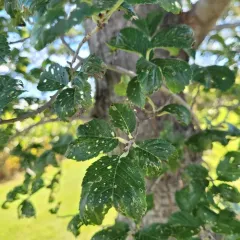 Siberian elm thumbnail 3