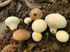 Lycoperdon floccosum thumbnail 2