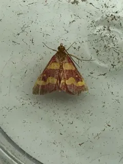 Coffee-loving Pyrausta Moth thumbnail 3