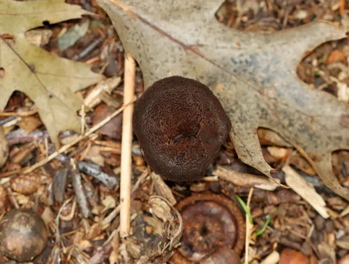 Inocybe tahquamenonensis