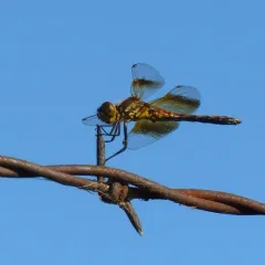 Band-winged Meadowhawk thumbnail 4