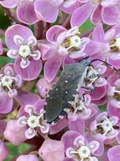 Catorhintha mendica thumbnail 3