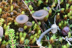 Arrhenia telmatiaea thumbnail 4
