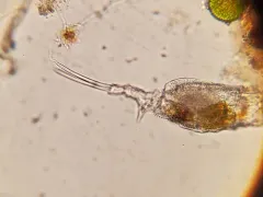 Trichotria tetractis thumbnail 1