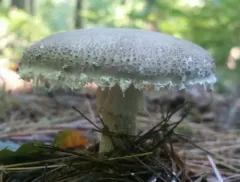 Gunpowder Amanita thumbnail 2