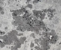 Confused Limestone Lichen thumbnail 2