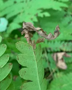 Chirosia filicis thumbnail 3