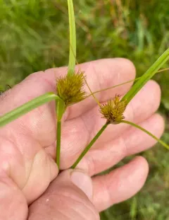 many-headed sedge thumbnail 3