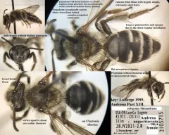 Narrow-legged Miner Bee thumbnail 3
