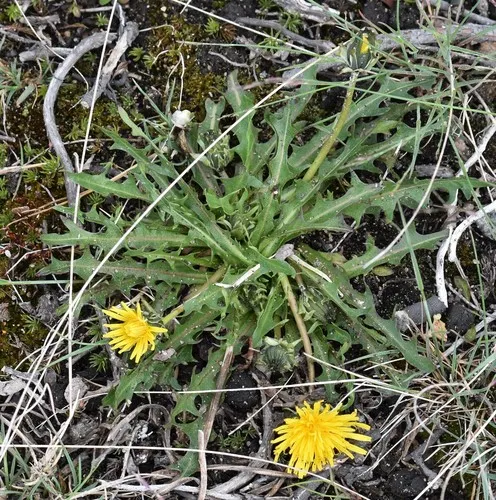 horned dandelion